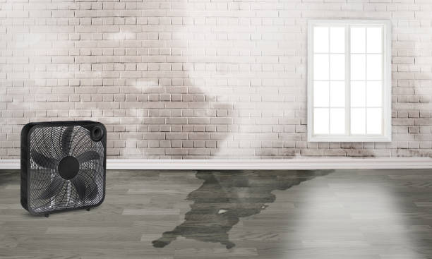 Best Professional water damage repair  in Lowesville, NC